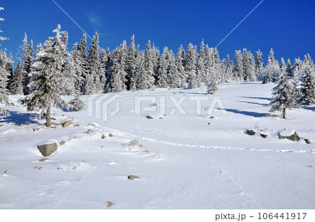 Snow-covered spruces in the mountains Snow-covered spruces in the mountains 106441917