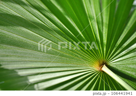 Close-up of a palm leaf Close-up of a palm leaf 106441941