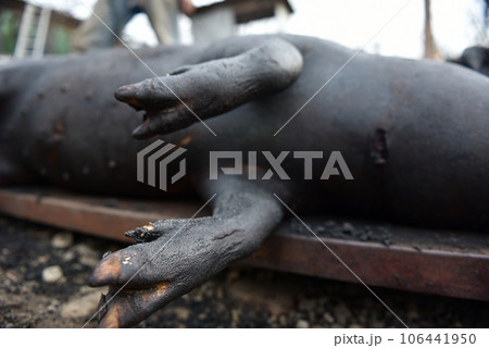Slaughtered pig. Burned pig prepared for traditional butchering 106441950