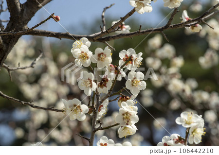 plum blossom plum blossom 106442210
