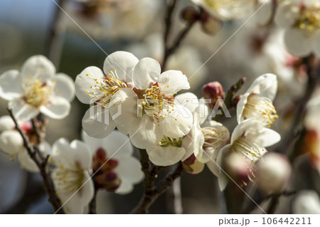 plum blossom 106442211