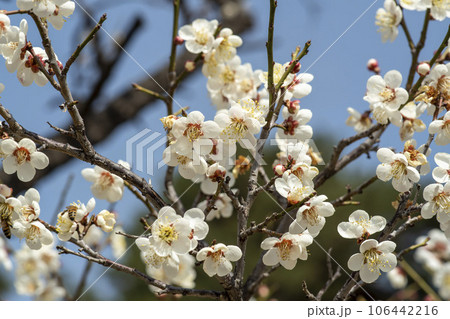 plum blossom plum blossom 106442216