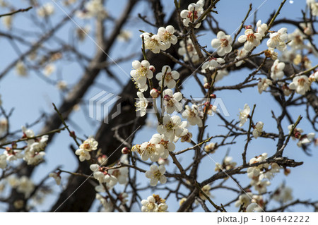 plum blossom plum blossom 106442222