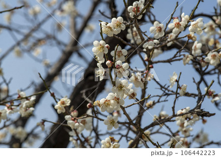 plum blossom plum blossom 106442223