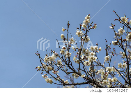 plum blossom plum blossom 106442247