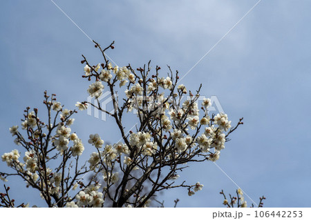 plum blossom plum blossom 106442253
