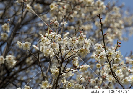 plum blossom plum blossom 106442254
