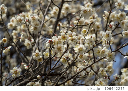 plum blossom plum blossom 106442255