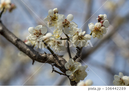 plum blossom plum blossom 106442289