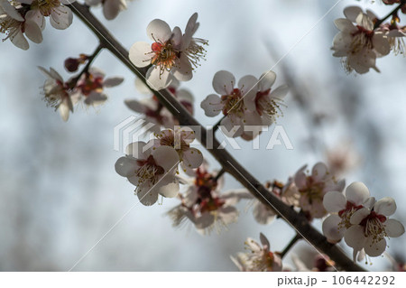 plum blossom plum blossom 106442292