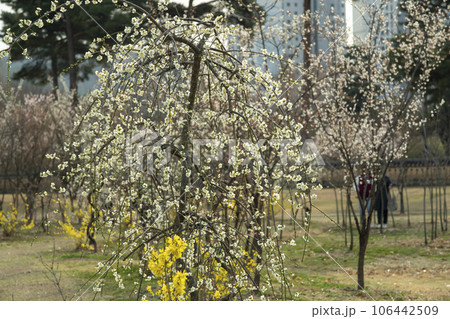 plum blossom 106442509
