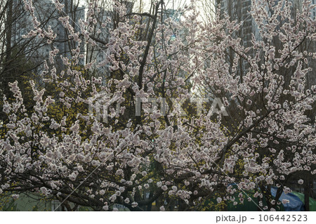 plum blossom 106442523