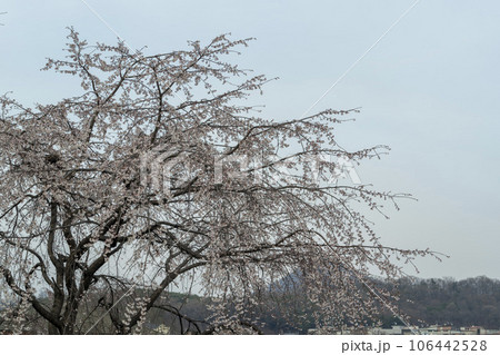 plum blossom 106442528