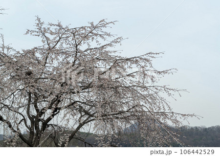 plum blossom 106442529