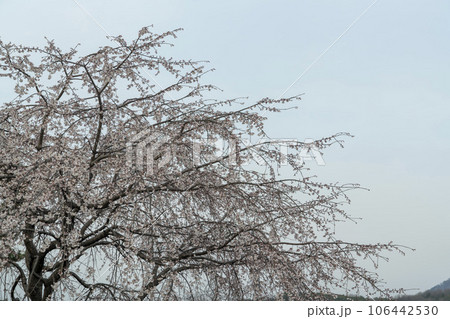 plum blossom 106442530