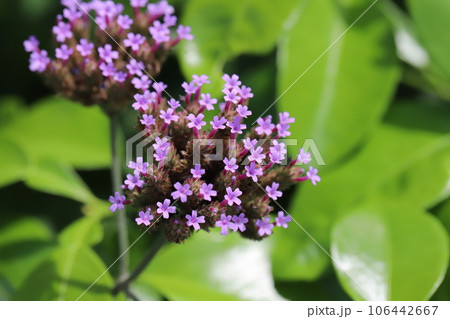 夏の庭に咲くピンク色のバーベナボナリエンシスの花 106442667