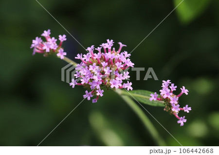 夏の庭に咲くピンク色のバーベナボナリエンシスの花 夏の庭に咲くピンク色のバーベナボナリエンシスの花 106442668