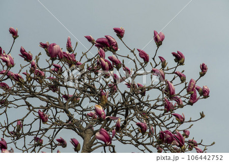 magnolia,red magnolia 106442752