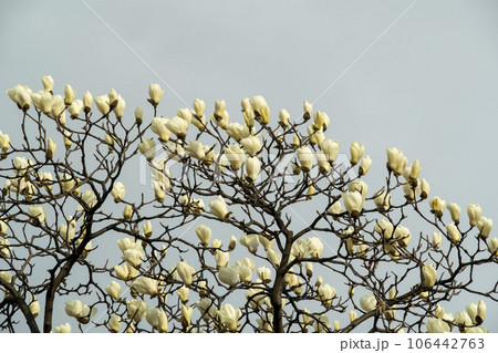 magnolia magnolia 106442763