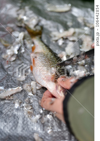 Firsherman cleaning scales of freshly caught fish 106442854
