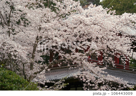 桜 106443009