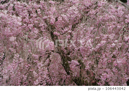 枝垂桜 枝垂桜 106443042