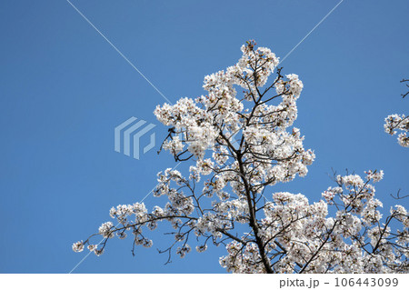 Cherry Blossom Cherry Blossom 106443099