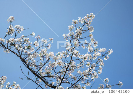 Cherry Blossom Cherry Blossom 106443100