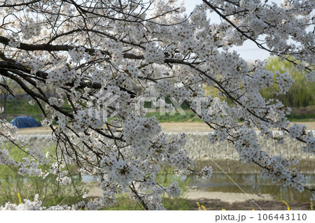 Cherry Blossom Cherry Blossom 106443110