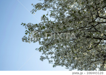 Cherry Blossom Cherry Blossom 106443120