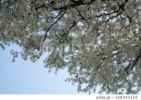 Cherry Blossom Cherry Blossom 106443124