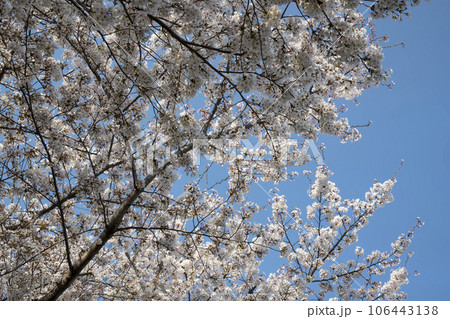 Cherry Blossom 106443138