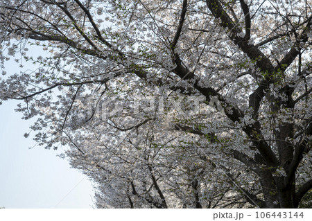 Cherry Blossom 106443144