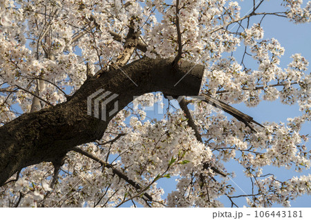 Cherry Blossom 106443181