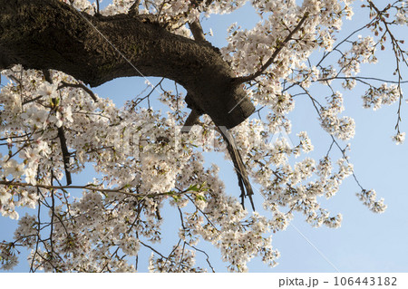 Cherry Blossom 106443182