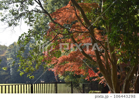 紅葉が始まった公園のモミジ 106443298