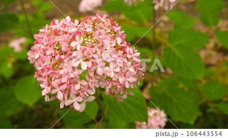 あじさい園にてピンクアナベルのお花 あじさい園にてピンクアナベルのお花 106443554
