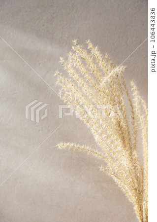 Various props with an autumn atmosphere in the warm afternoon sunlight. 106443836