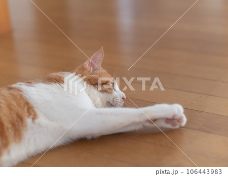 くつろぐ猫 茶トラ白 くつろぐ猫 茶トラ白 106443983