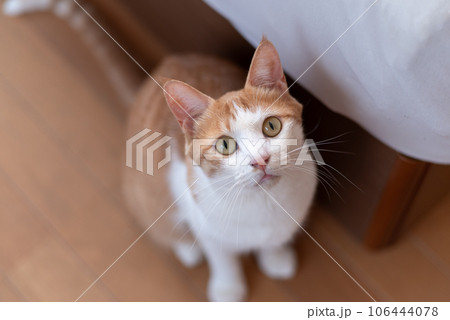 見上げる猫 茶トラ白の写真素材 [106444078] - PIXTA
