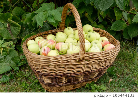 Large basket with fresh apples, autumn orchard harvest 106444133