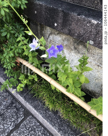 晴明神社の桔梗 晴明神社の桔梗 106444143