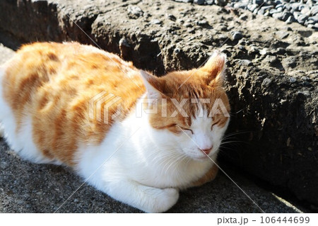 イカ耳ですが気持ちよさそう　石段でドーンとこうばこ座りで寛ぐ猫さん　穏やかな秋の日のチャトラ 106444699