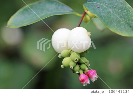 Snowberry pink flowers and white fruits in close up Snowberry pink flowers and white fruits in close up 106445134