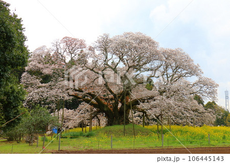 吉高の大桜と菜の花　山桜 (ヤマザクラ)　千葉県印西市吉高　天然記念物指定　樹齢300年超の一本桜  106445143