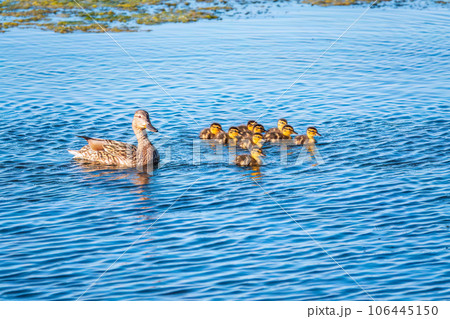 A family of ducks, a duck and its little ducklings are swimming in the water. The duck takes care of its newborn ducklings. Mallard, lat. Anas platyrhynchos 106445150