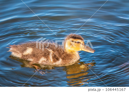 Cute little duckling swimming alone in a lake or river with calm water Cute little duckling swimming alone in a lake or river with calm water 106445167