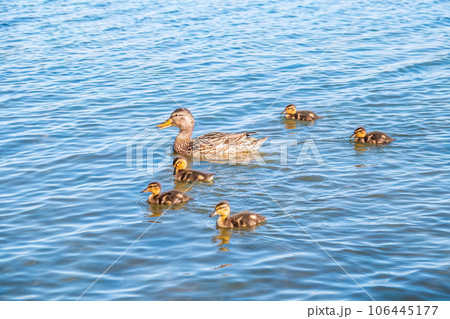 A family of ducks, a duck and its little ducklings are swimming in the water. The duck takes care of its newborn ducklings. Mallard, lat. Anas platyrhynchos A family of ducks, a duck and its little ducklings are swimming in the water. The duck takes care of its newborn ducklings. Mallard, lat. Anas platyrhynchos 106445177