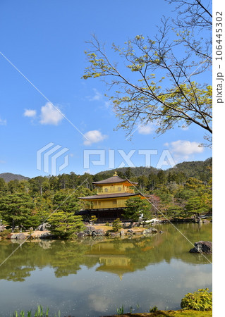 日本の春の京都 世界遺産の金閣寺 金色に輝く舎利殿 新緑と鏡湖池が美しい鹿苑寺庭園 日本の春の京都 世界遺産の金閣寺 金色に輝く舎利殿 新緑と鏡湖池が美しい鹿苑寺庭園 106445302