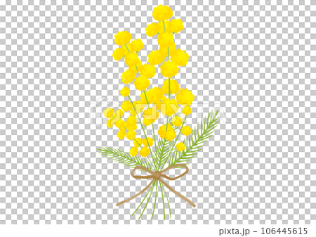 Mimosa bouquet tied with brown ribbon Mimosa bouquet tied with brown ribbon 106445615